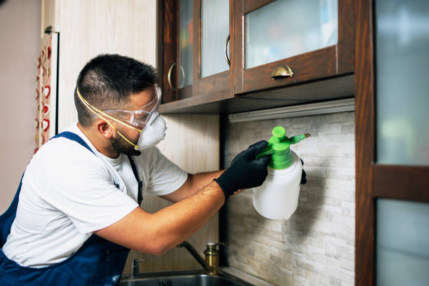 Best Local Pest Control Services  in Edgewood, OH