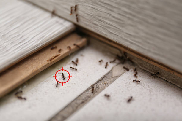 Best Best Pest Control Companies  in Edgewood, OH
