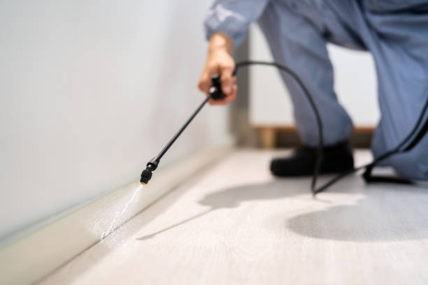 Flea Control Services in Edgewood, OH