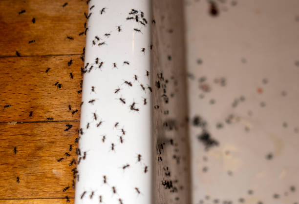 Best Spider Control Near Me  in Edgewood, OH
